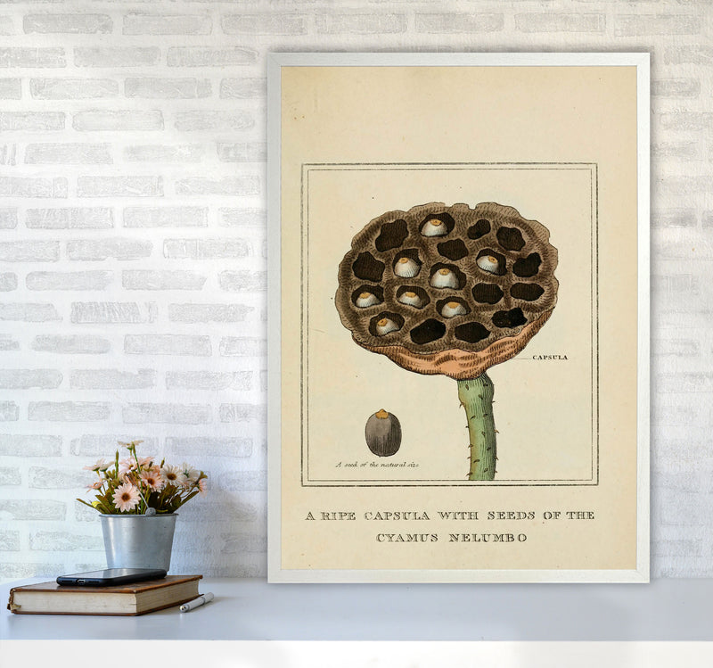 Vintage Flower Series 3 Art Print by Jason Stanley A1 Oak Frame