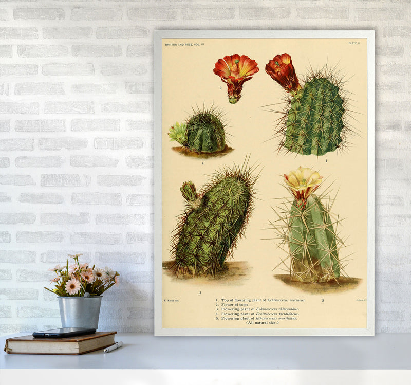 Cactus Series 1 Art Print by Jason Stanley A1 Oak Frame
