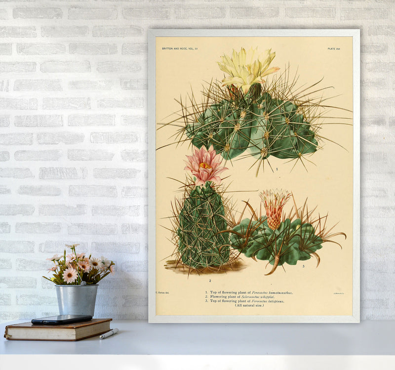 Cactus Series 11 Art Print by Jason Stanley A1 Oak Frame