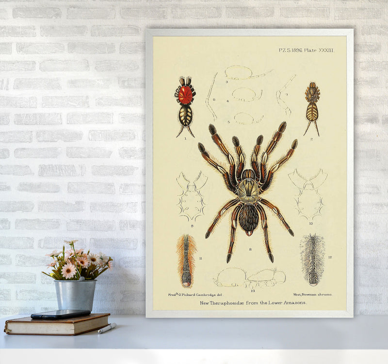 Vintage Tarantula Art Print by Jason Stanley A1 Oak Frame