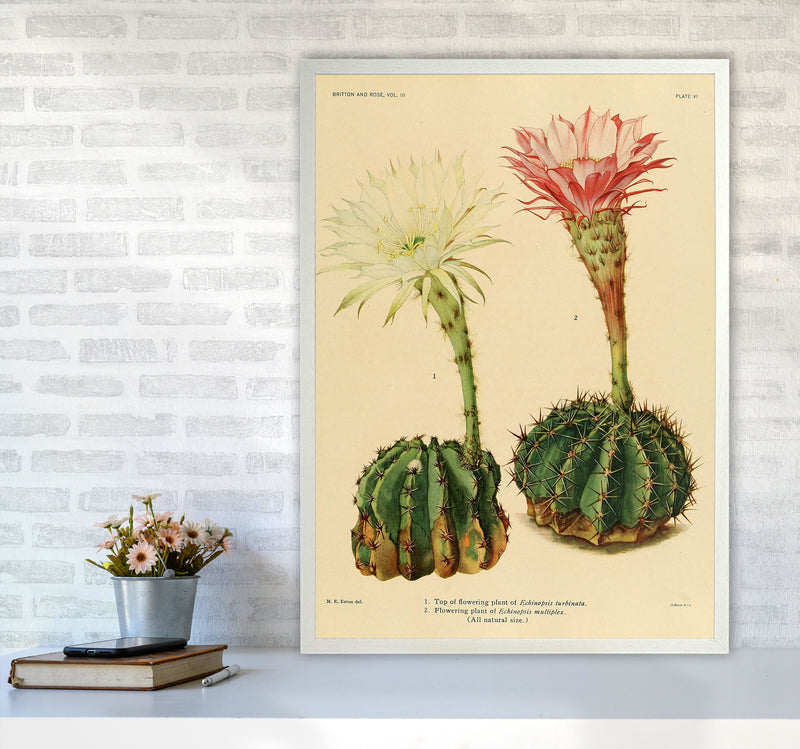 Cactus Series 5 Art Print by Jason Stanley A1 Oak Frame