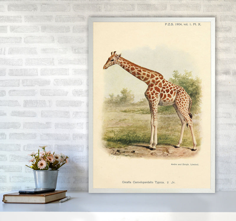 The Gentle Giraffe Art Print by Jason Stanley A1 Oak Frame