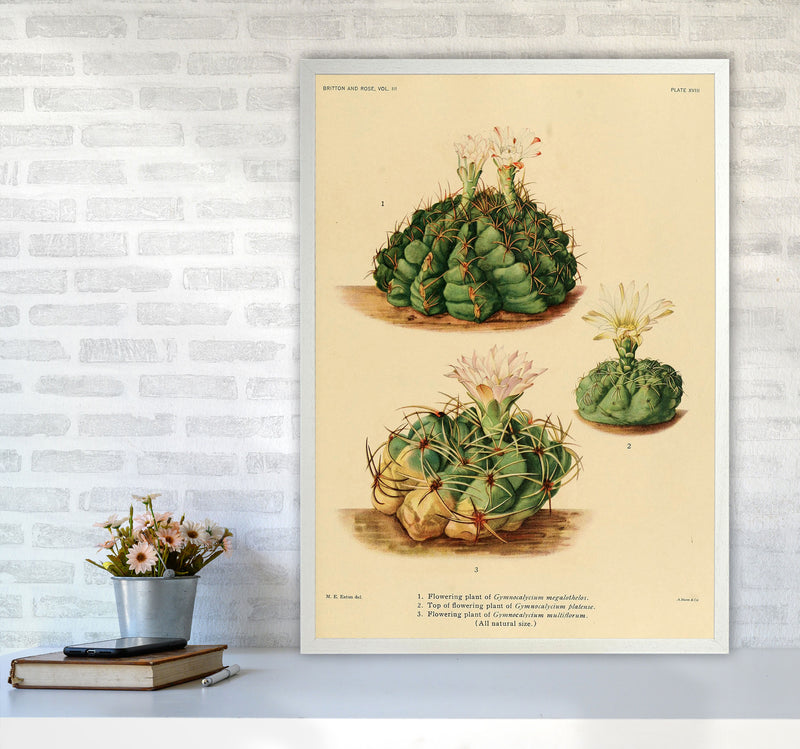 Cactus Series 13 Art Print by Jason Stanley A1 Oak Frame