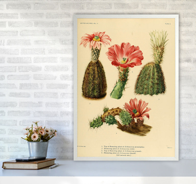 Cactus Series 2 Art Print by Jason Stanley A1 Oak Frame