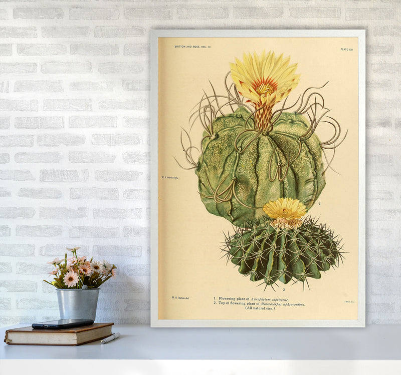 Cactus Series 15 Art Print by Jason Stanley A1 Oak Frame