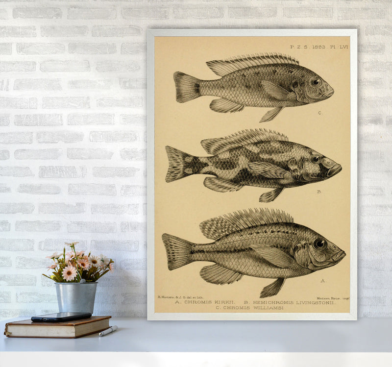 Various Fish Art Print by Jason Stanley A1 Oak Frame
