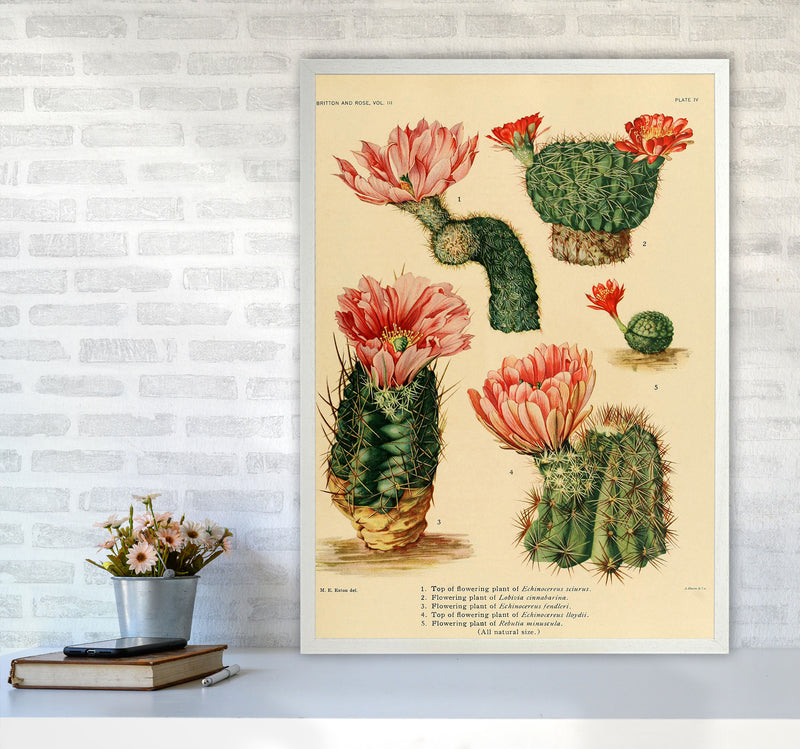 Cactus Series 3 Art Print by Jason Stanley A1 Oak Frame