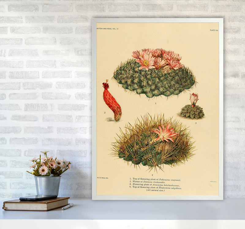 Cactus Series 7 Art Print by Jason Stanley A1 Oak Frame