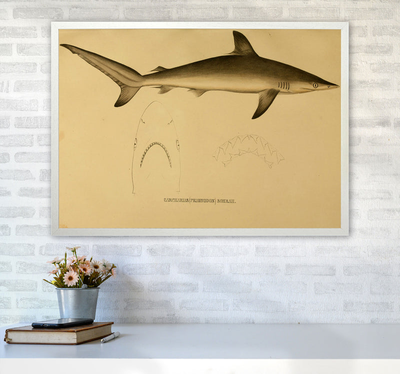 Shark Series 4 Art Print by Jason Stanley A1 Oak Frame