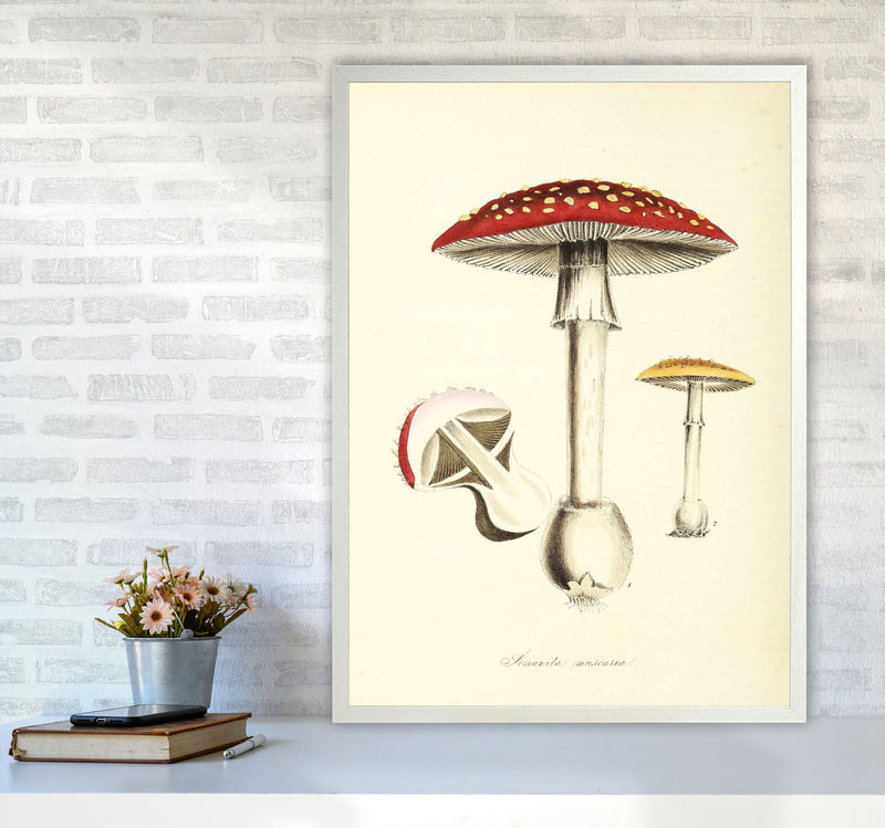 Magic Mushrooms Art Print by Jason Stanley A1 Oak Frame