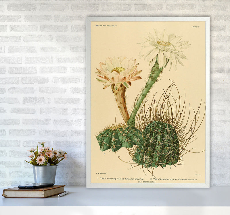 Cactus Series 6 Art Print by Jason Stanley A1 Oak Frame