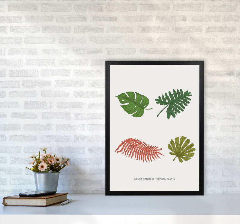 Identification Of Tropical Plants Art Print by Jason Stanley A2 White Frame
