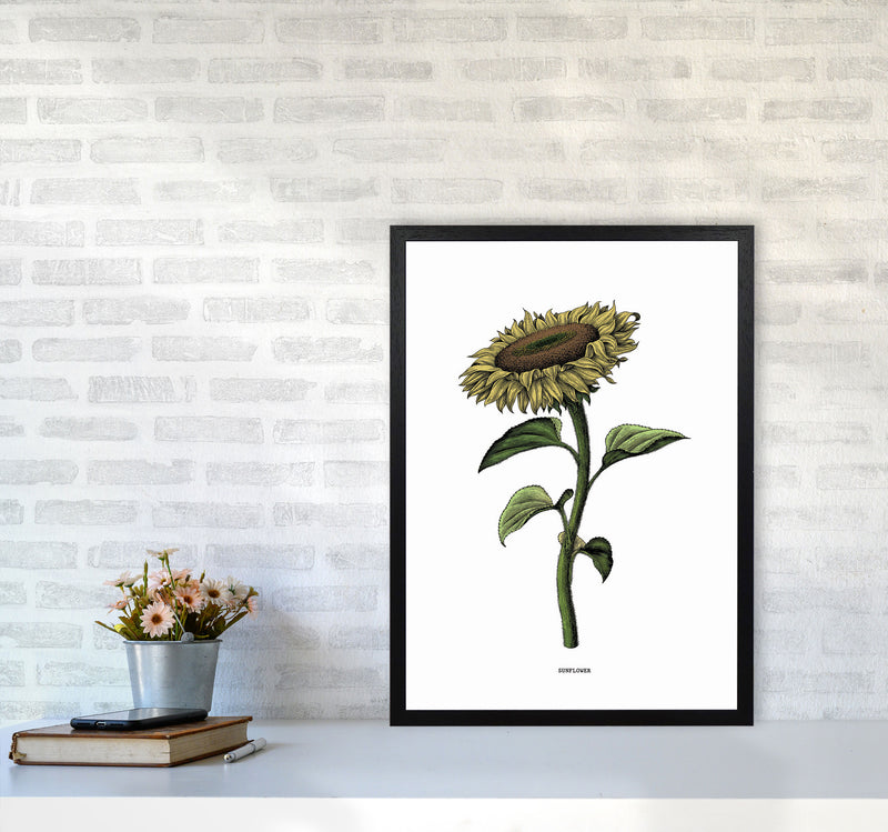 Sunflowers For President Art Print by Jason Stanley A2 White Frame
