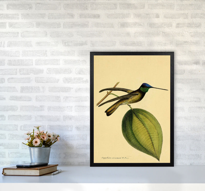 Crowned Humming Bird Art Print by Jason Stanley A2 White Frame