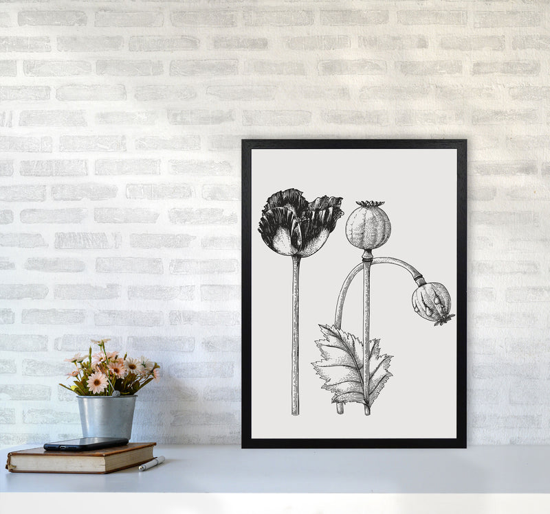 Vintage Poppy Plant Art Print by Jason Stanley A2 White Frame