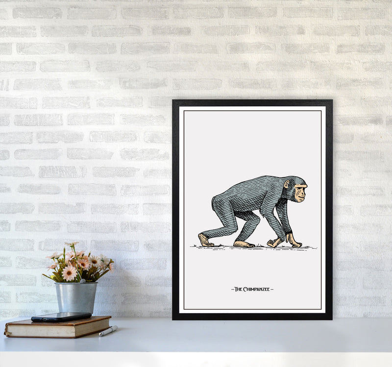 The Chimpanzee Art Print by Jason Stanley A2 White Frame