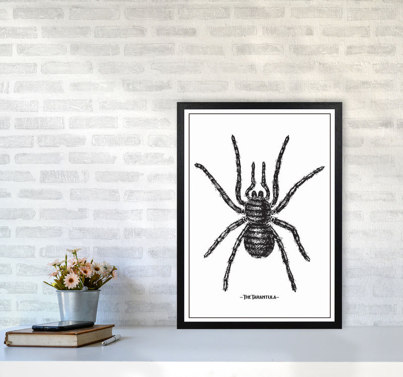 The Tarantula Art Print by Jason Stanley A2 White Frame