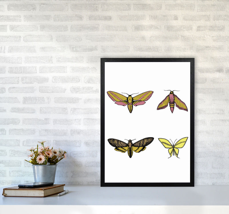 Vintage Moths Art Print by Jason Stanley A2 White Frame