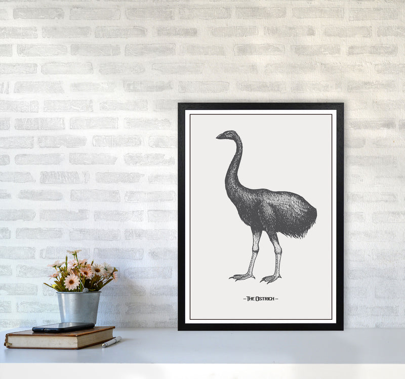 The Ostrich Art Print by Jason Stanley A2 White Frame