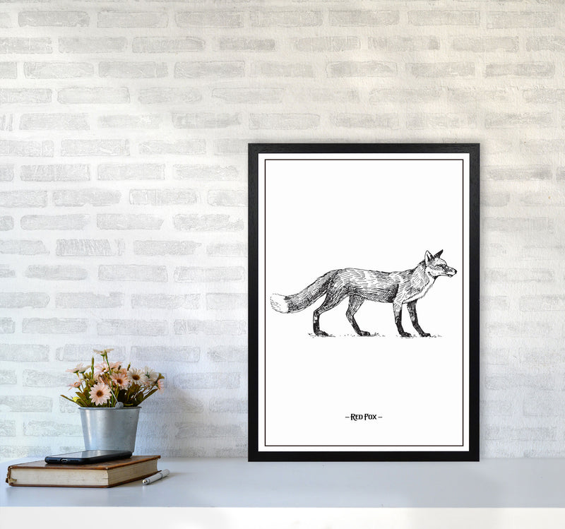Red Fox Art Print by Jason Stanley A2 White Frame