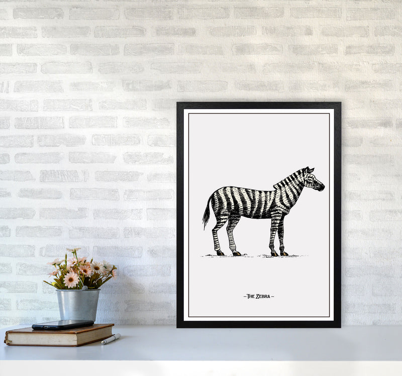 The Zebra Art Print by Jason Stanley A2 White Frame