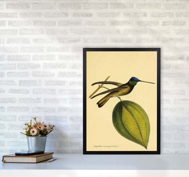 Sapphire Crowned Hummingbird Art Print by Jason Stanley A2 White Frame