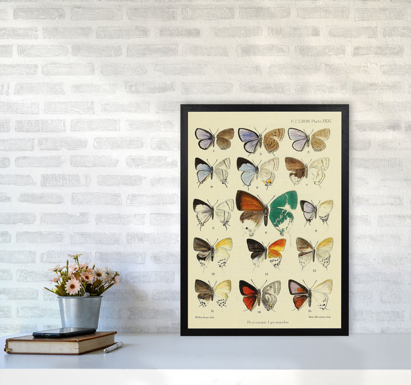 Vintage Butterfly Assortment Art Print by Jason Stanley A2 White Frame
