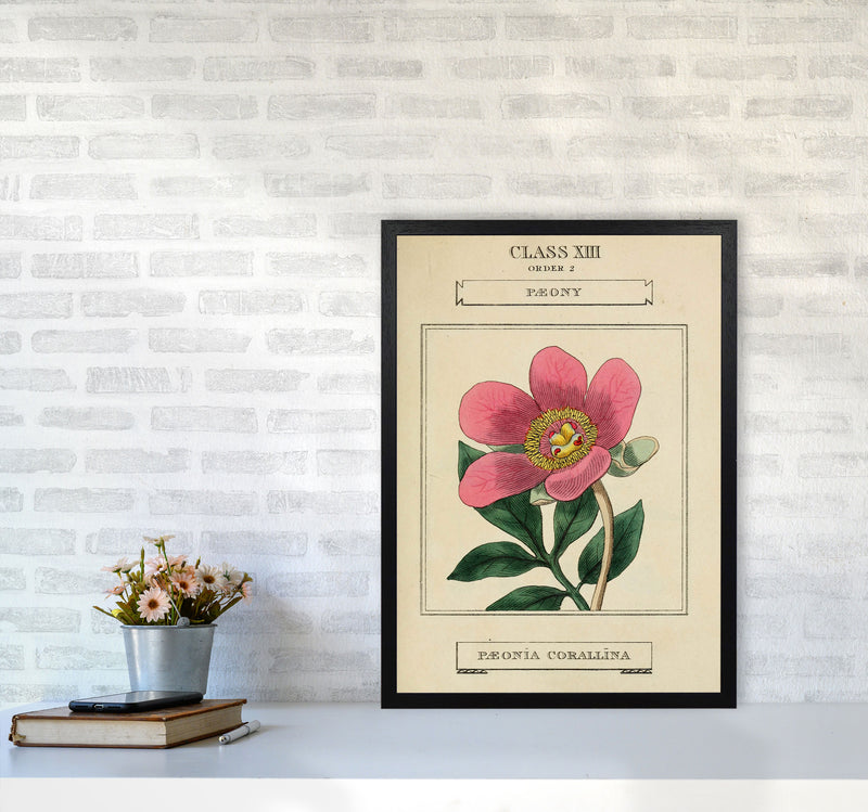 Vintage Flower Series 6 Art Print by Jason Stanley A2 White Frame