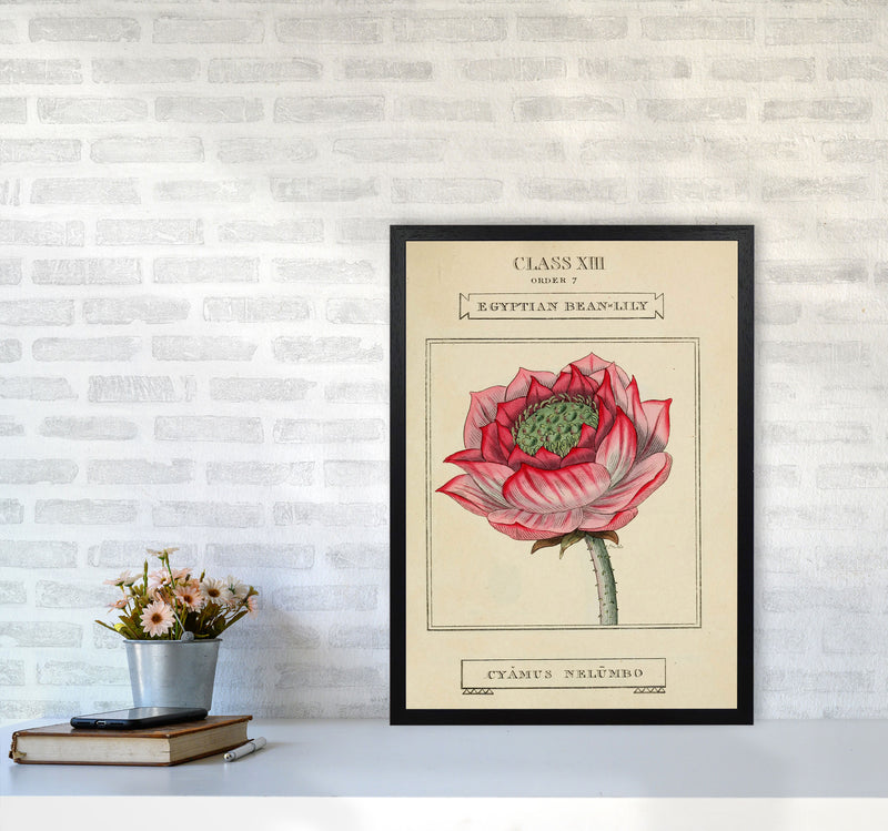 Vintage Flower Series 7 Art Print by Jason Stanley A2 White Frame