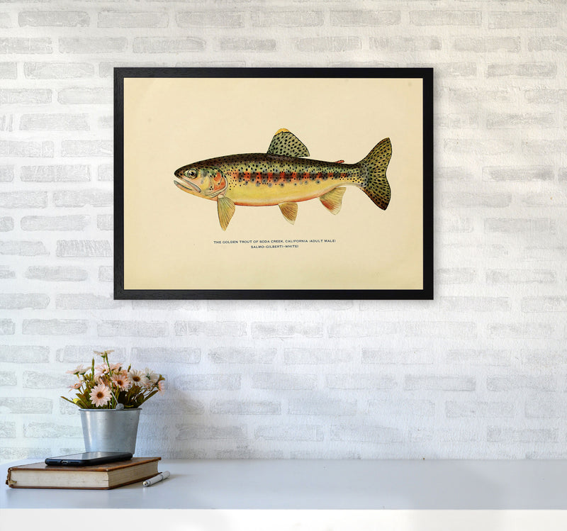 Golden Trout Illustration Art Print by Jason Stanley A2 White Frame