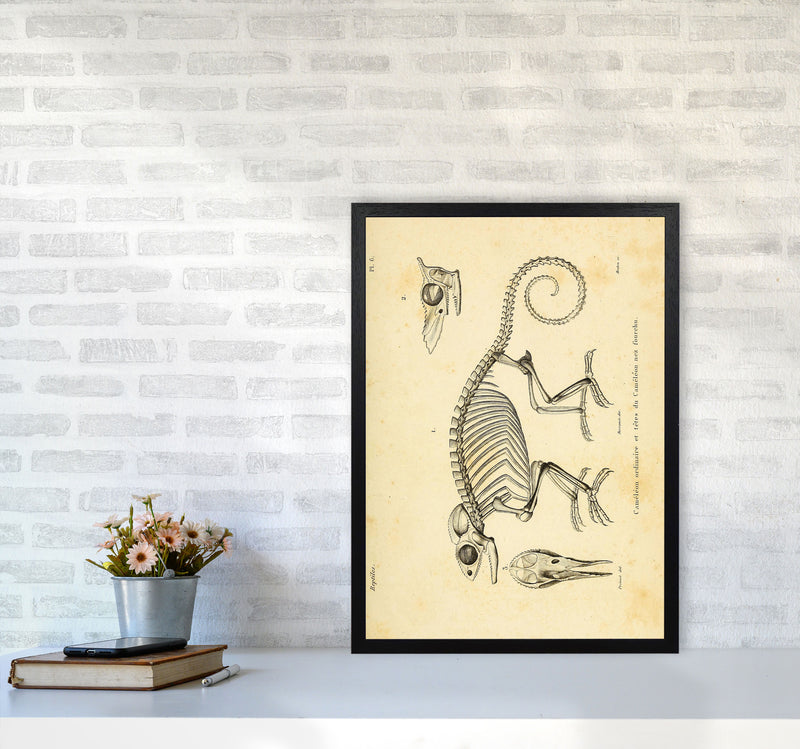 Chameleon Skeleton System Art Print by Jason Stanley A2 White Frame