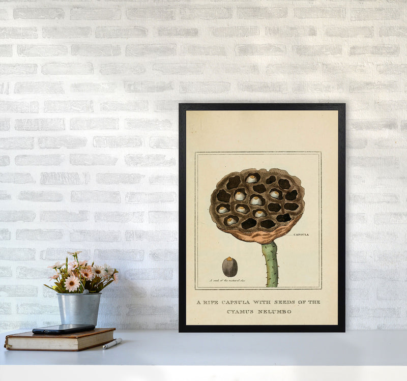 Vintage Flower Series 3 Art Print by Jason Stanley A2 White Frame