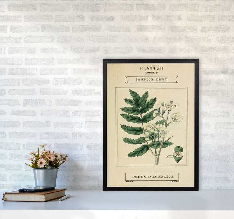 Vintage Flower Series 5 Art Print by Jason Stanley A2 White Frame