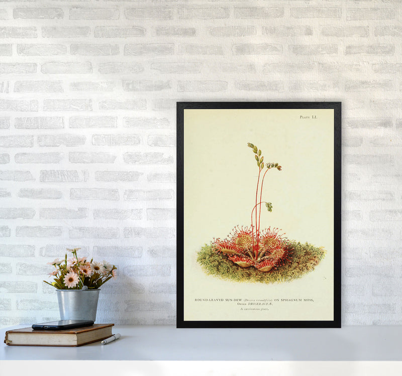 A Carnivorous Plant Art Print by Jason Stanley A2 White Frame
