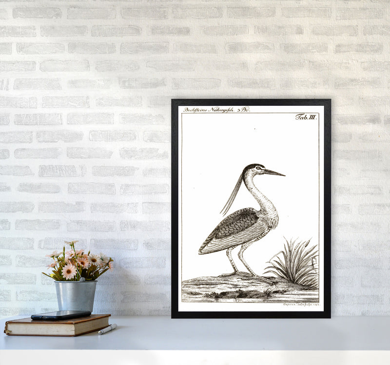 Vintage Hunting Bird Art Print by Jason Stanley A2 White Frame