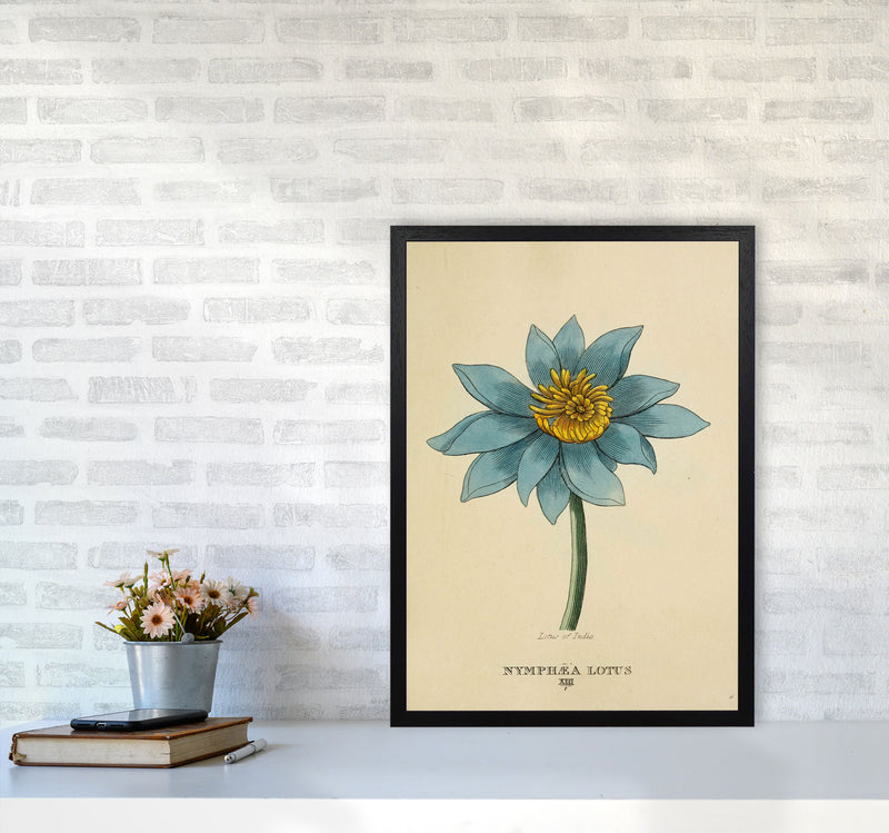 Vintage Lotus Flower Art Print by Jason Stanley A2 White Frame