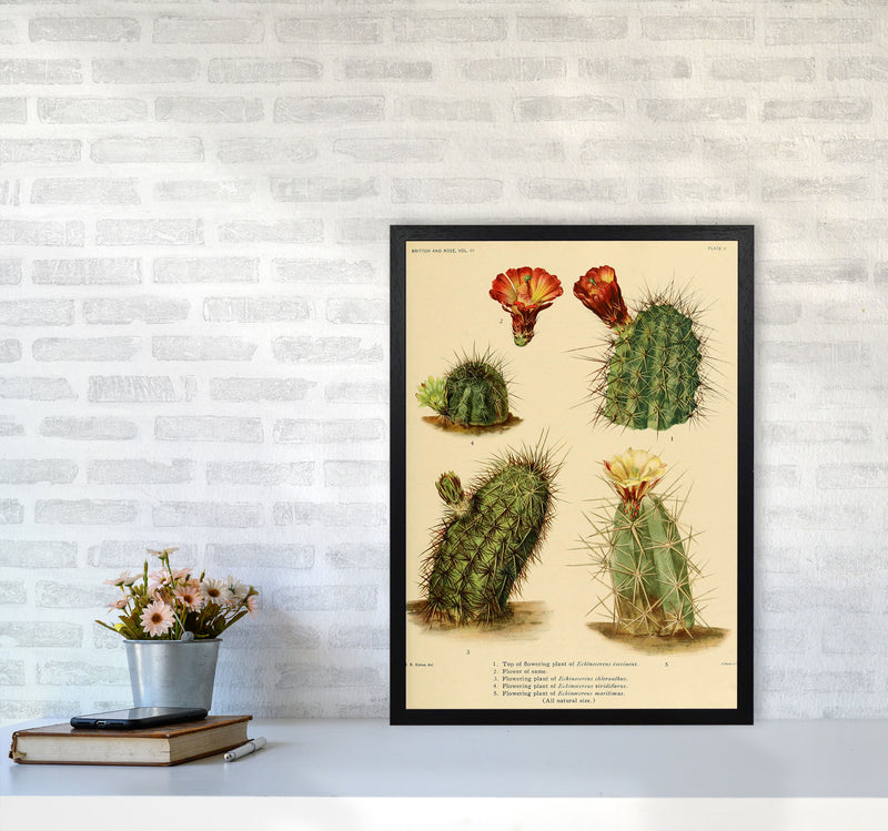 Cactus Series 1 Art Print by Jason Stanley A2 White Frame