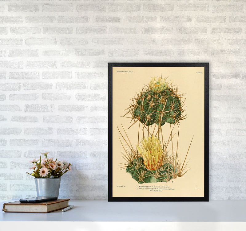 Cactus Series 10 Art Print by Jason Stanley A2 White Frame
