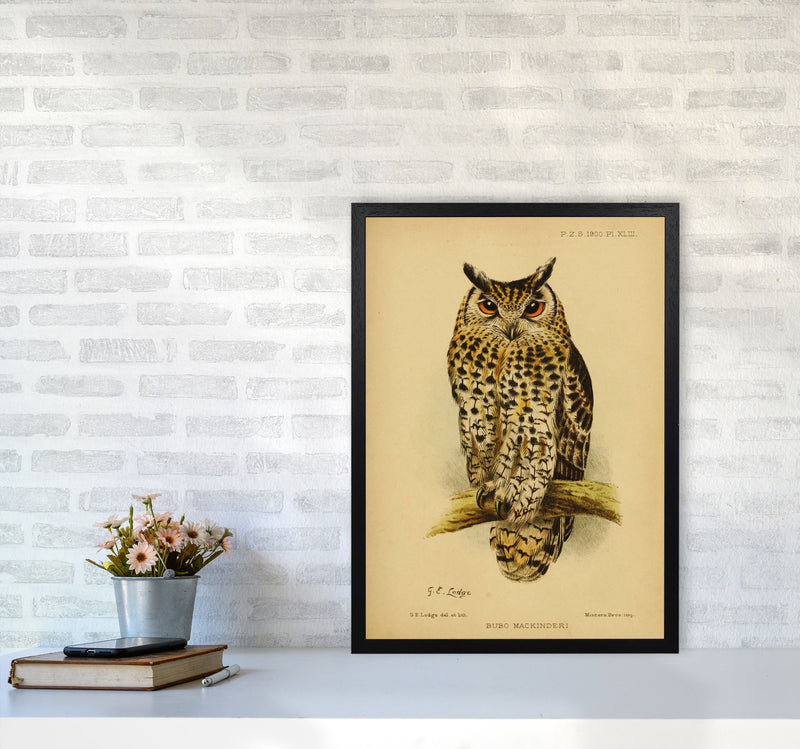 Vintage Owl Copy Art Print by Jason Stanley A2 White Frame