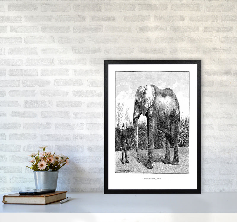 African Elephant Art Print by Jason Stanley A2 White Frame
