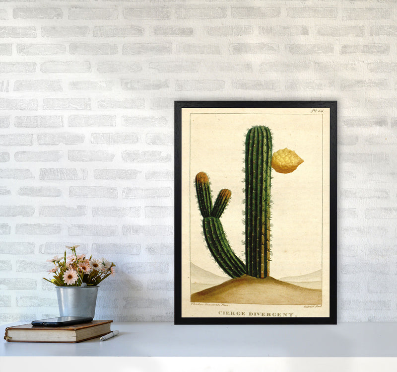 Vintage Cactus II Art Print by Jason Stanley A2 White Frame