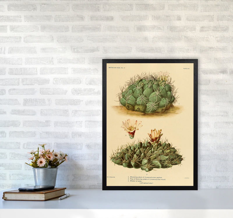 Cactus Series 12 Art Print by Jason Stanley A2 White Frame