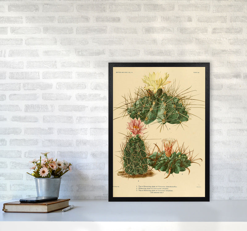 Cactus Series 11 Art Print by Jason Stanley A2 White Frame
