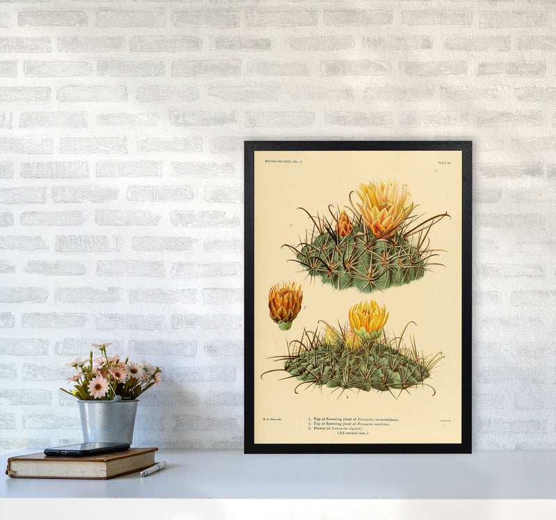 Cactus Series 9 Art Print by Jason Stanley A2 White Frame