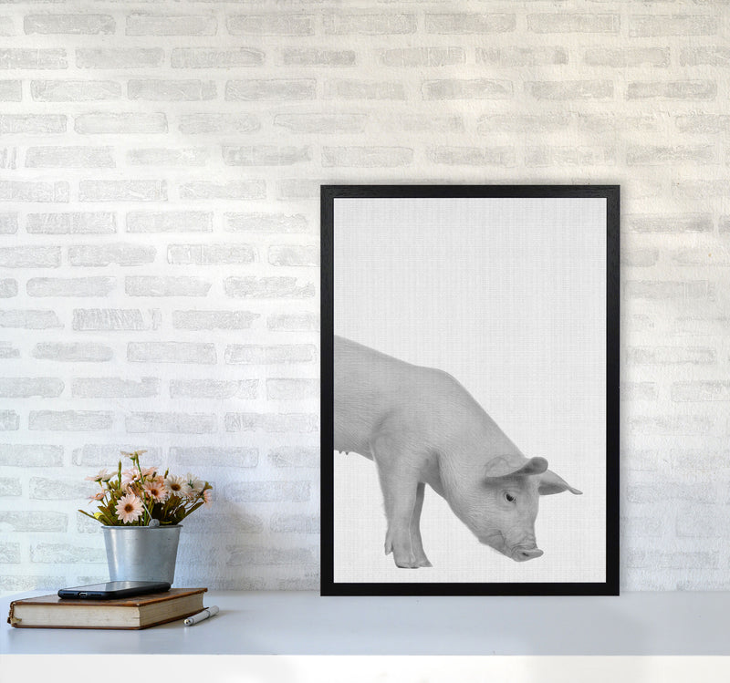 The Cleanest Pig Art Print by Jason Stanley A2 White Frame