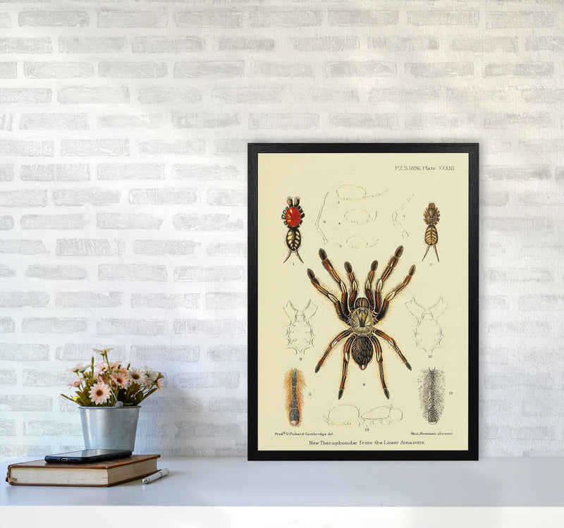 Vintage Tarantula Art Print by Jason Stanley A2 White Frame