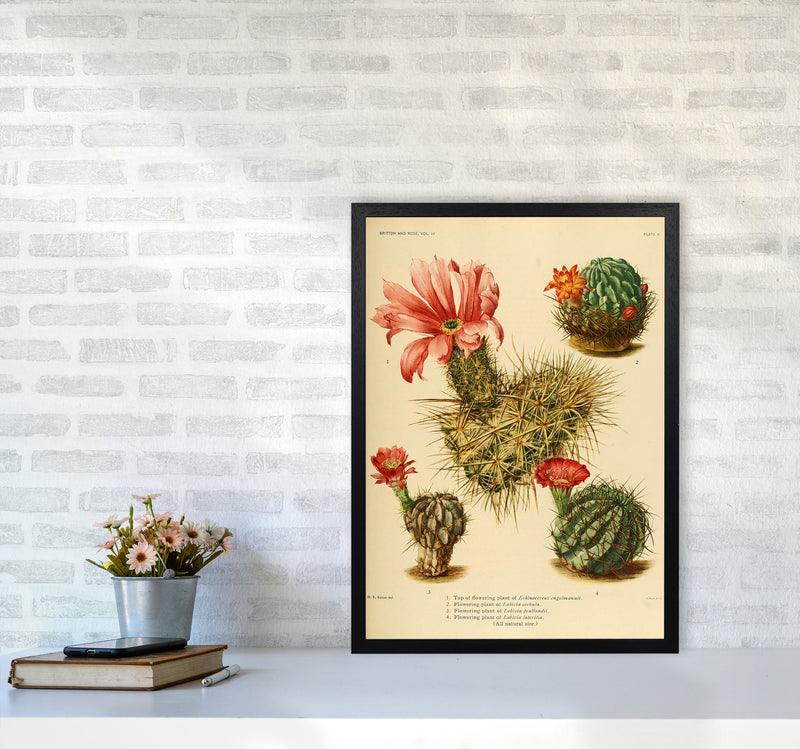 Cactus Series 4 Art Print by Jason Stanley A2 White Frame