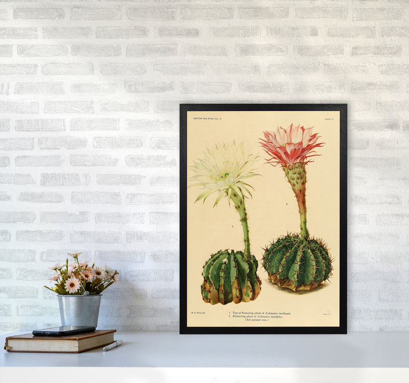 Cactus Series 5 Art Print by Jason Stanley A2 White Frame