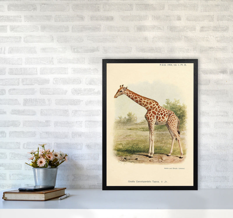 The Gentle Giraffe Art Print by Jason Stanley A2 White Frame
