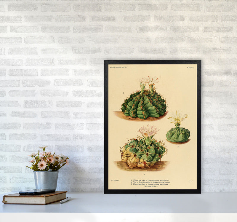 Cactus Series 13 Art Print by Jason Stanley A2 White Frame